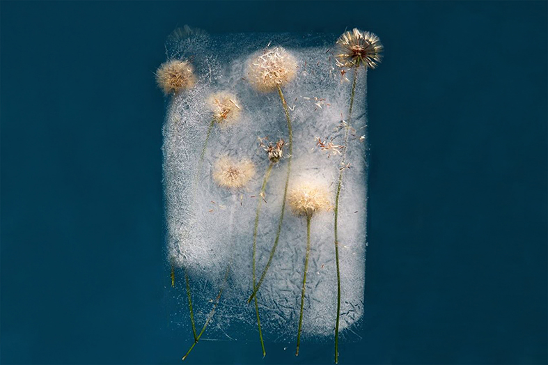 3615 Dakota c Bruce Boyd web